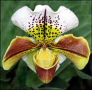 "Slipper Orchid"